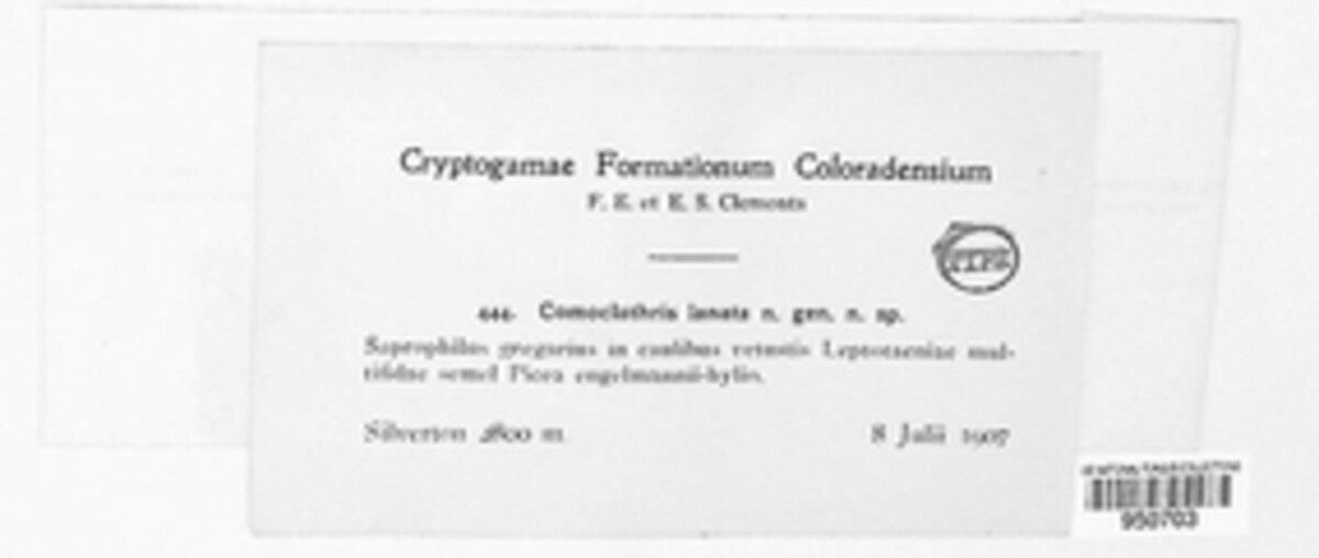 Comoclathris image
